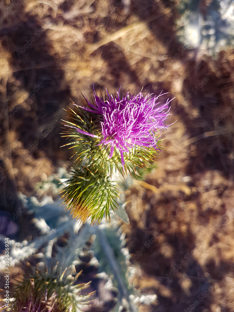 Thistle plant with name Cynara cardunculus Thistle plant with name Cynara cardunculus