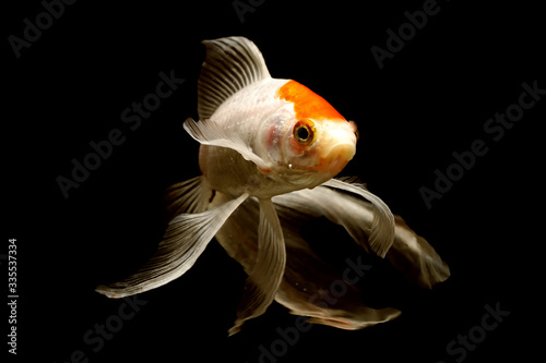 comet tailed goldfish with black background