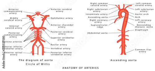 Anatomy of arteries. The diagram of aorta. Internal carotid, Vertebrobasilar systems and circle of Willis. Abdominal Vascular Anatomy. Abdominal Vasculature. Structure of the Aorta and its branches photo