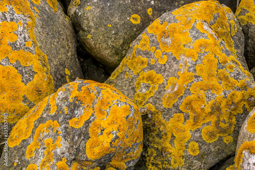 Some stones with yellow algae on. photo