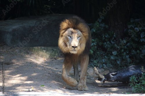 Lion at Khao Kheow Open Zoo  Chon Buri  Thailand