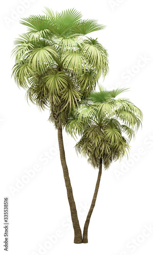 california palm tree isolated on white background © Tiler84
