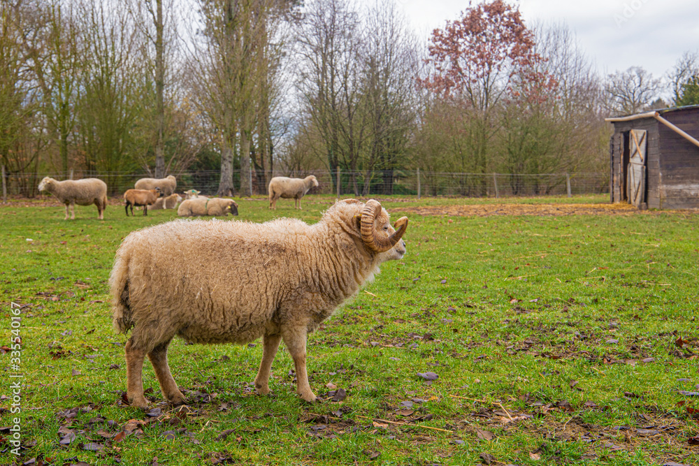 Goats and sheep strolling and grazing in the winter field Count Versailles, France Goats and sheep strolling and grazing in the winter field Count Versailles, France