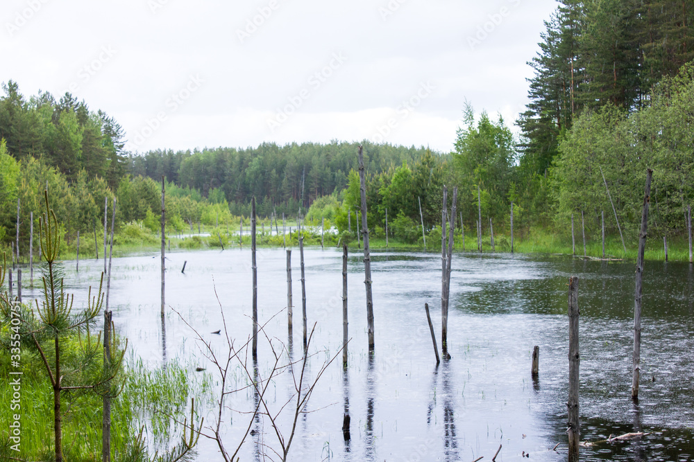 forest swamp. wetlands. overgrown lake landscape