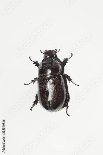  scarab beetlc isolated on white background.