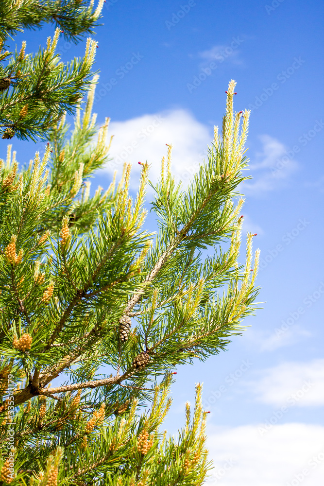 of a pine branch close-up against a blue sky,
young shoots of pine, pine tree