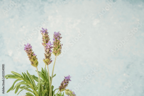 Lavender flower bouquet against blue background with copy space