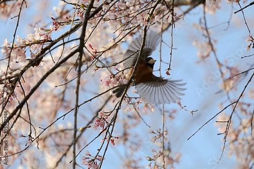 樹上のヤマガラ photo