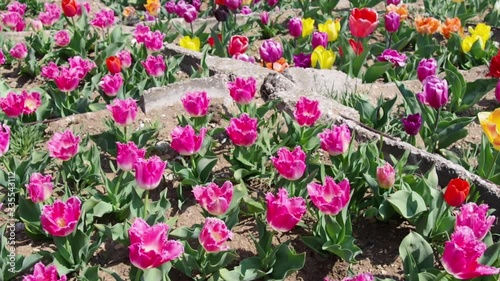 Wallpaper Mural multicolor flowerbed of tulips spring flowers Torontodigital.ca