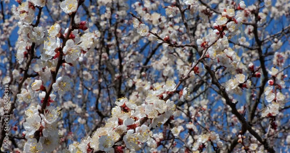Branch with beautiful white Spring Apricot Flowers on Tree. Nature scene with flowering apricot on blossom background. Botanical bloom concept. Blooming backdrop Branch with beautiful white Spring Apricot Flowers on Tree. Nature scene with flowering apricot on blossom background. Botanical bloom concept. Blooming backdrop