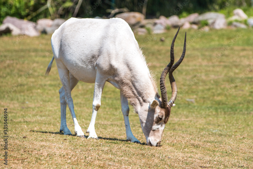 Addax or Screwhorn Antelope (in german Mendesantilope, Addax nasomaculatus) Addax or Screwhorn Antelope (in german Mendesantilope, Addax nasomaculatus)