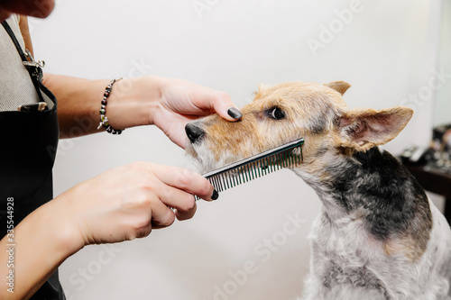 Fotografía Groomer takes care of the dog's hair