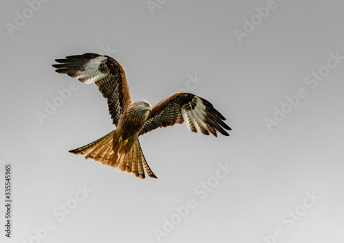 Red Kite in flight over the Brecon Beacons  Wales