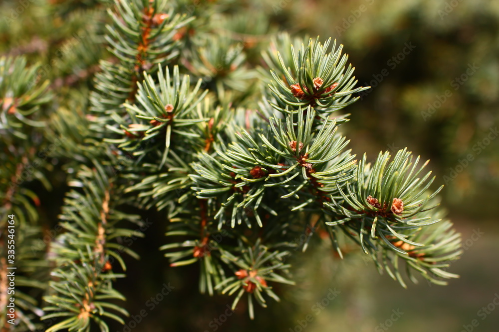 spring young spruce fir branches with green needles and small young cones spring young spruce fir branches with green needles and small young cones