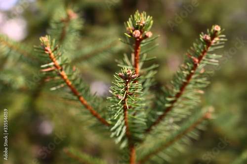 spring young spruce fir branches with green needles and small young cones