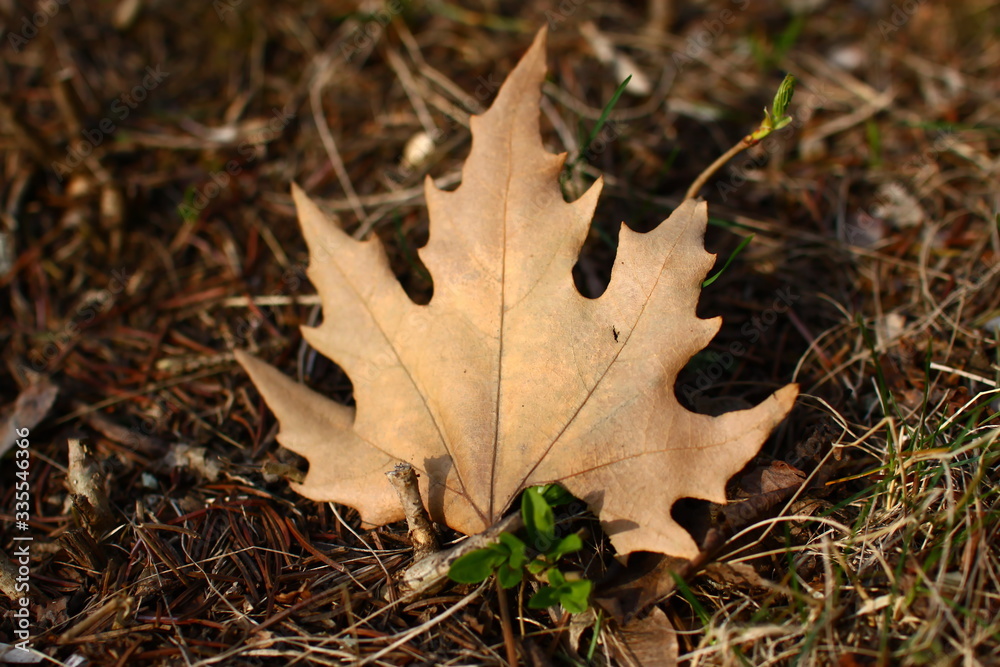 dry yellow maple leaf lies on dry spruce needles and on dry grass dry yellow maple leaf lies on dry spruce needles and on dry grass