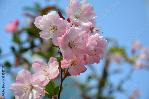 the pink crabapple flower blossoms in sunny day in spring