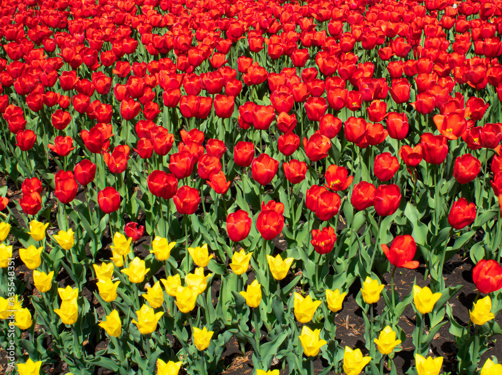 
red and yellow tulips on a log in summer
