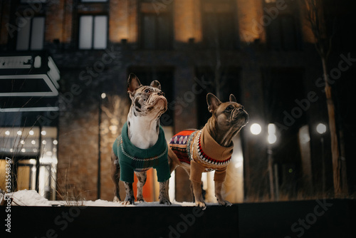 Photography two french bulldog dogs posing outdoors in winter