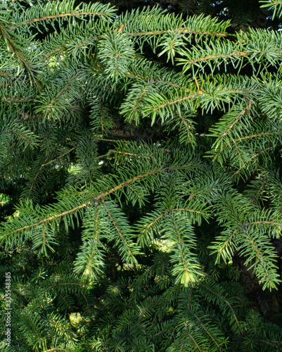  green spruce branches with needles close-up