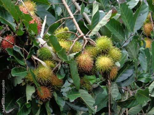 Rambutan (Nephelium lappaceum) with natural background. Rambutan is the exotic fruit fruit from indonesia. Juicy and sweet.