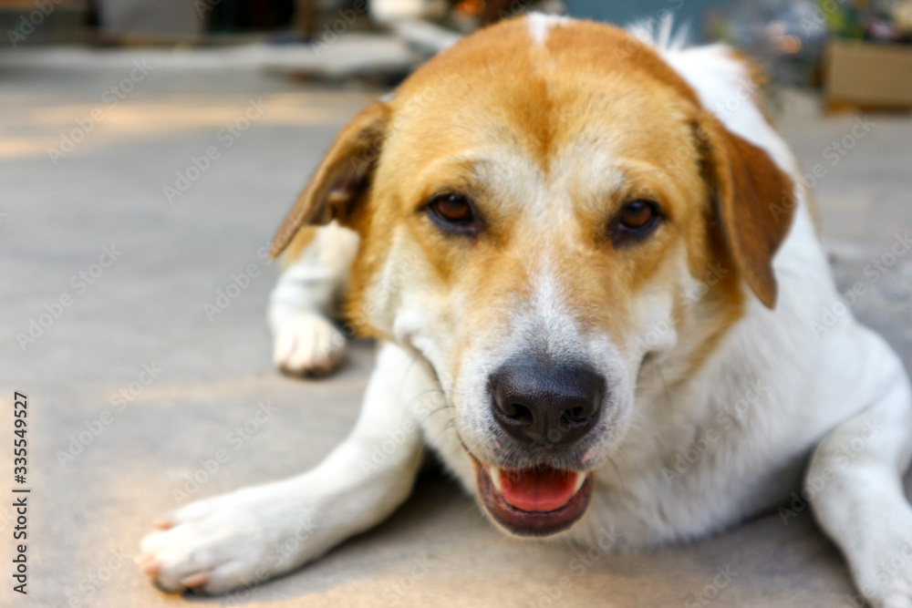 Closeup photo of an adorable dog. 