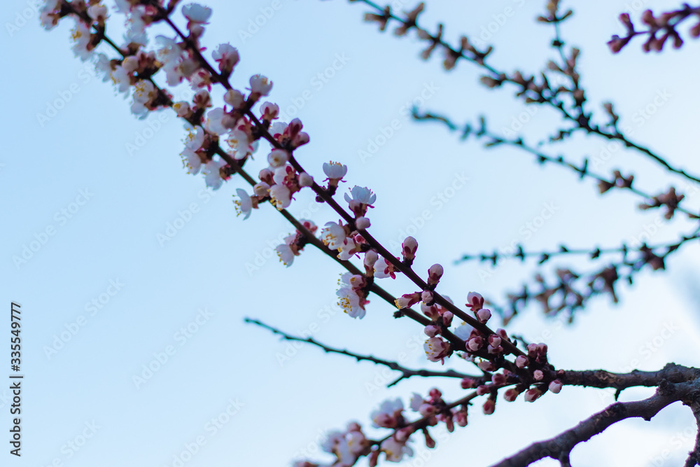 Tender White-Pink Flowers of Blooming Apricot tree on clear Sky background Tender White-Pink Flowers of Blooming Apricot tree on clear Sky background