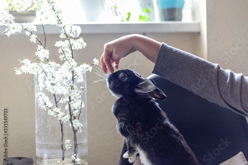 Closeup hand which feeds a rabbit, on a light background. Love to animals