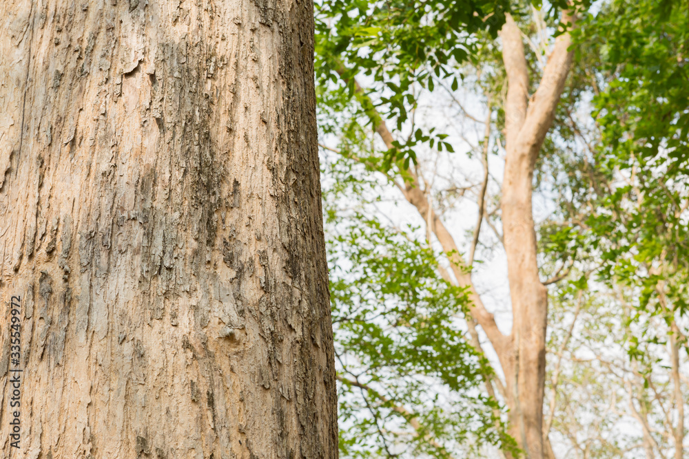 Obraz premium Teak Trees in Thailand precious hardwoods one of the last major areas of tropical forest in Asia 