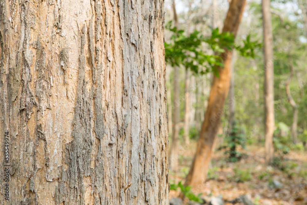 Obraz premium Teak tree in the forest 