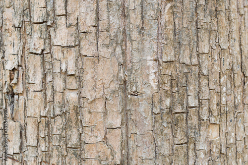 tree bark texture close up