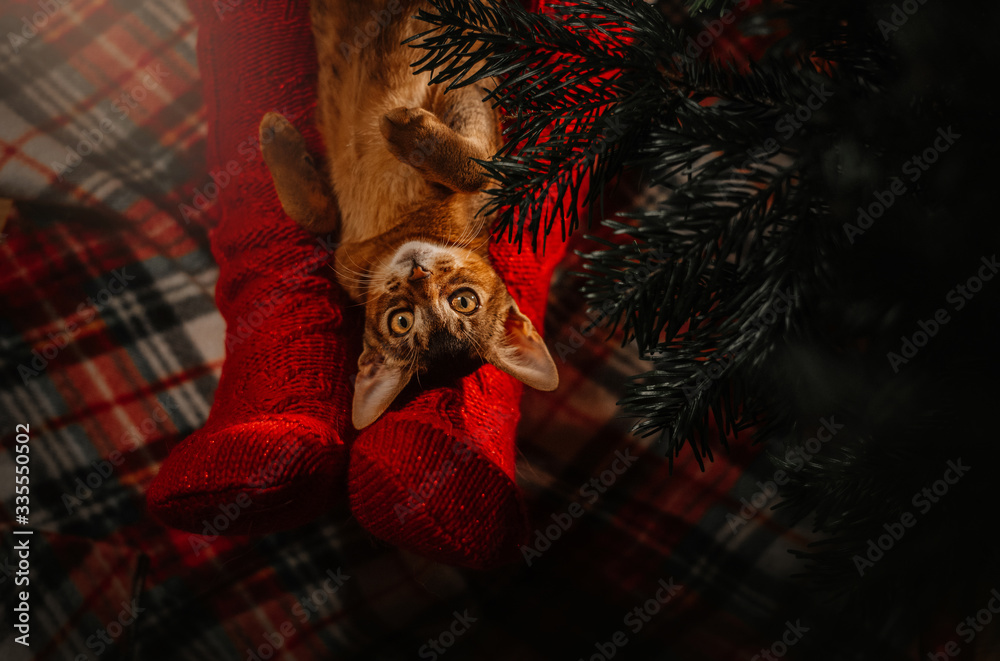 abyssinian cat lying down under a christmas tree