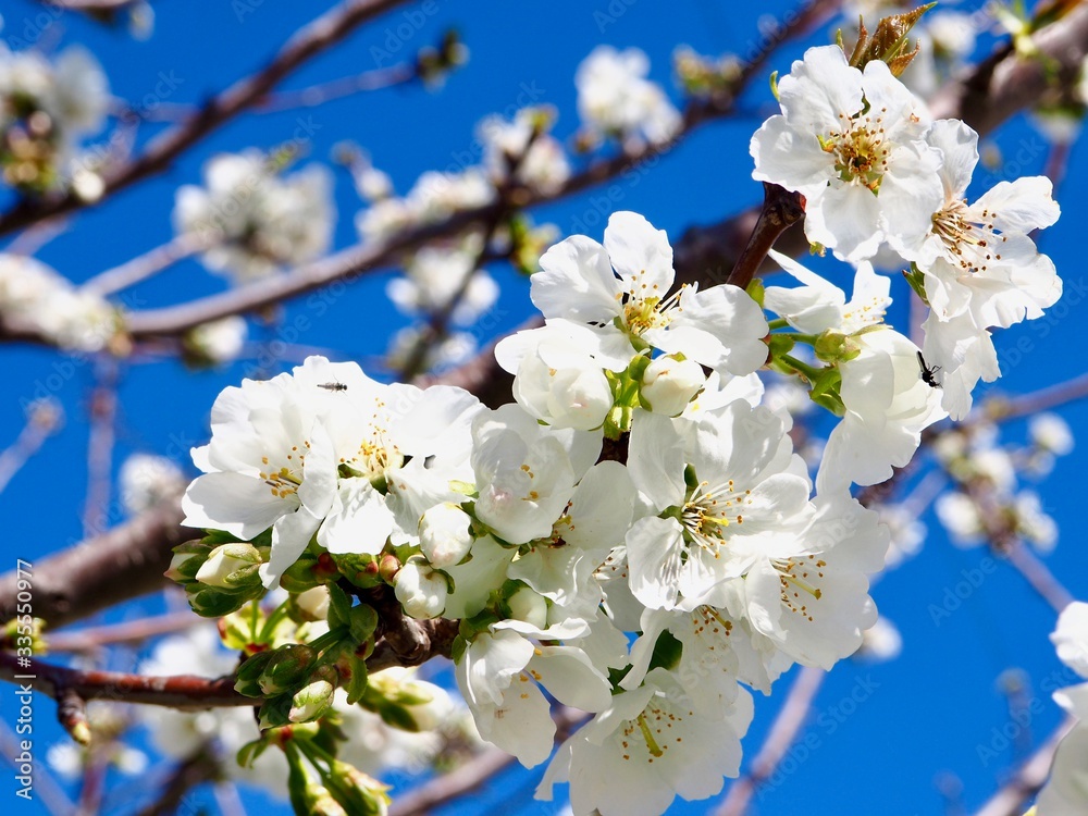 Fototapeta premium cherry blossom in a blue sky 