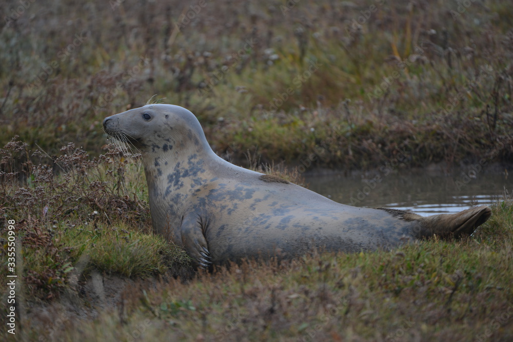 Fototapeta premium Seals and seal cubs at Donna Nook, Lincolnshire, United Kingdom