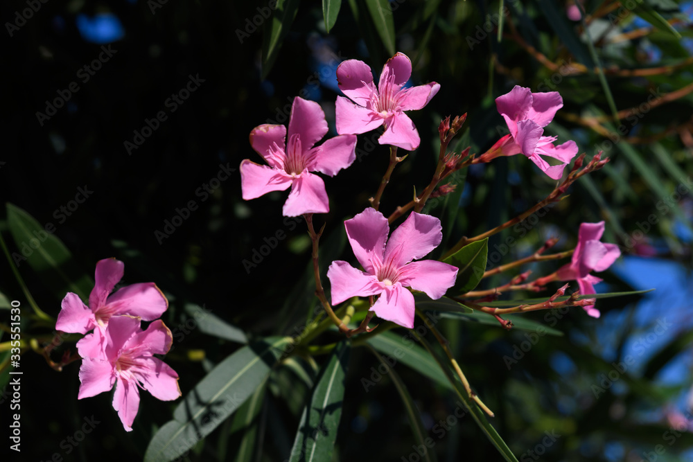 Close up of delicate pink flowers of Nerium oleander and green leaves in a exotic Italian garden in a sunny summer day, beautiful outdoor floral background photographed with soft focus
