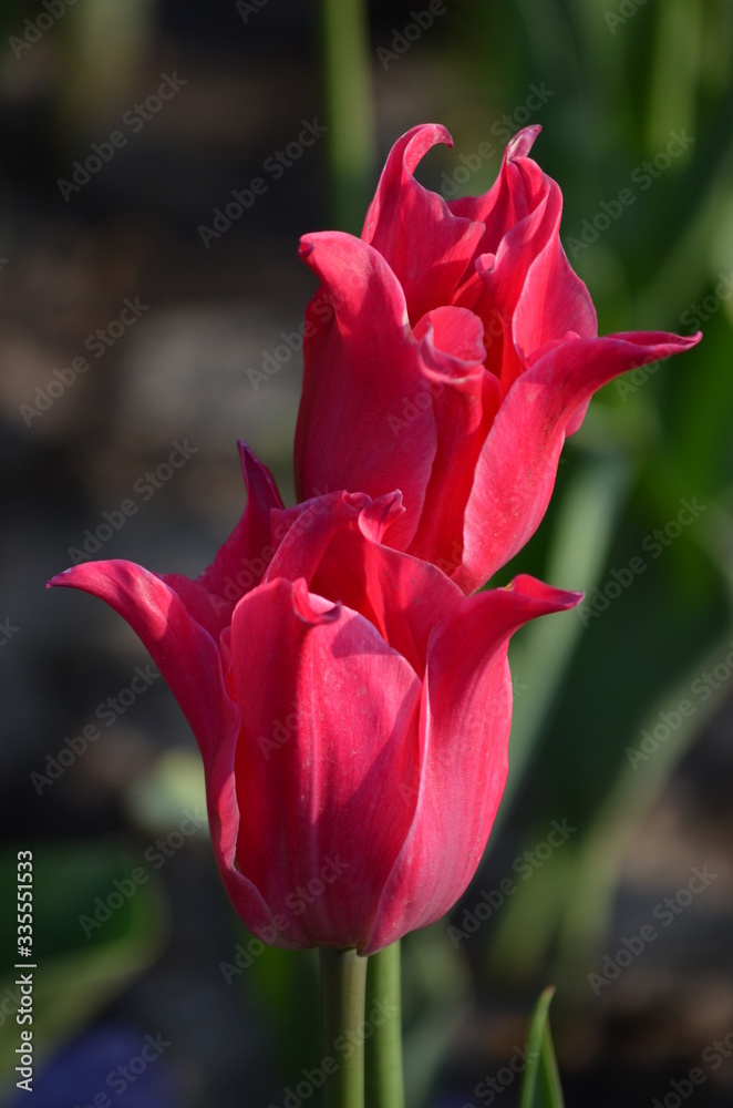 Side view of two small vivid pink tulip flowers and green leaves in a sunny spring garden, beautiful outdoor floral background photographed with small focus
