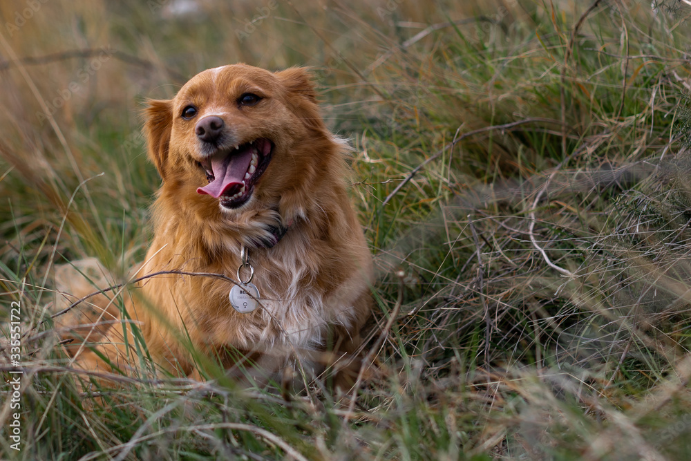 Obraz premium Happy dog in nature