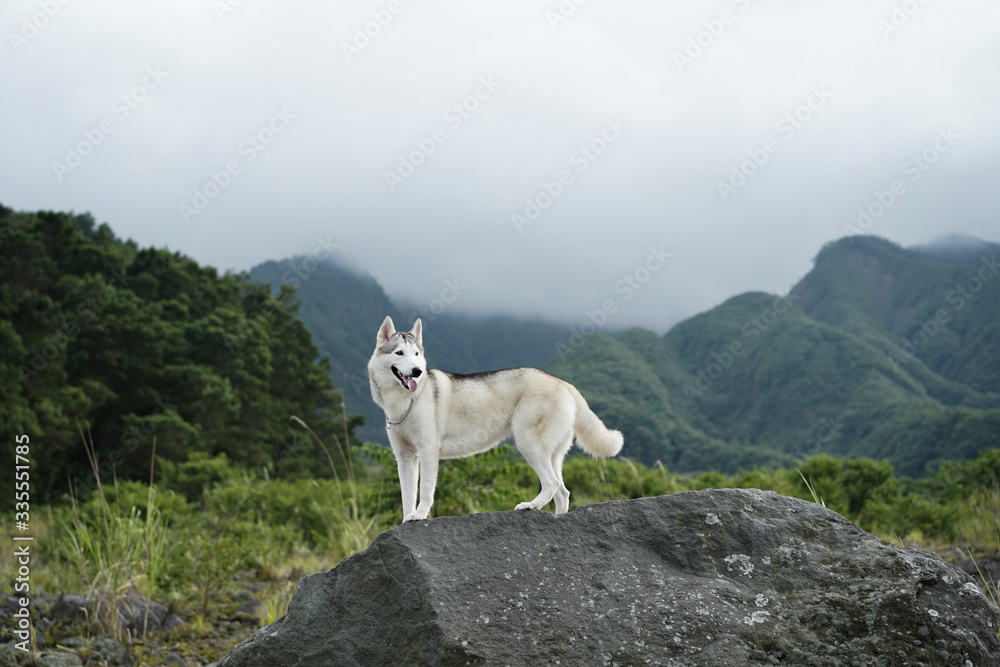 Obraz premium siberian husky dog hiking in the mountains
