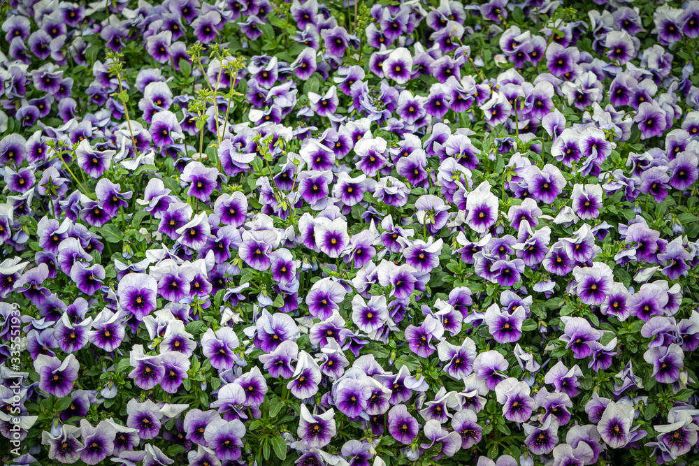the beautiful flower of pansy blooming in the park in spring