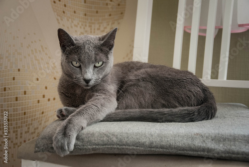 Cute gray cat on a chair. Grace. The breed of cat is Russian blue.