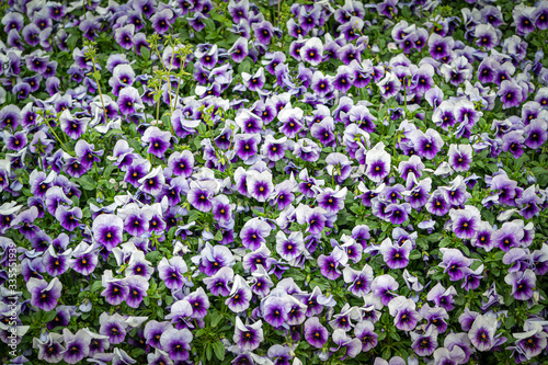 the beautiful flower of pansy blooming in the park in spring