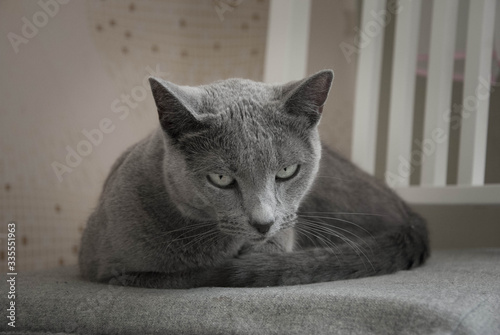 Cute gray cat on a chair. Grace. The breed of cat is Russian blue.