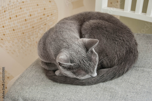 Cute gray cat on a chair. Grace. The breed of cat is Russian blue.