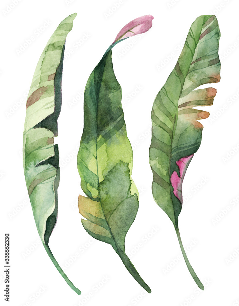 Watercolor set of green tropical leaves isolate in white background. - obrazy, fototapety, plakaty 