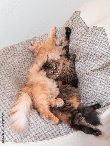 Two cats are sleeping in an armchair. Lovely pet home photo.