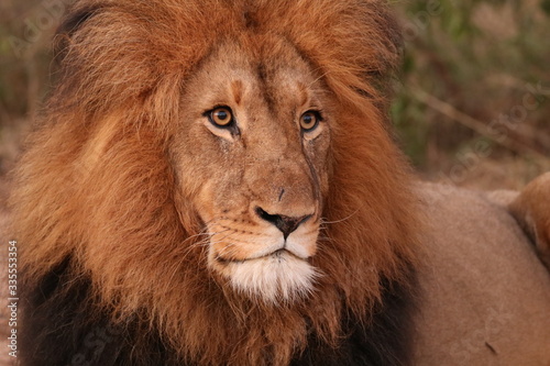 portrait of a lion © Karen
