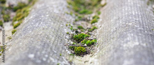 Old slate pokritiy moss close-up. Background like texture..