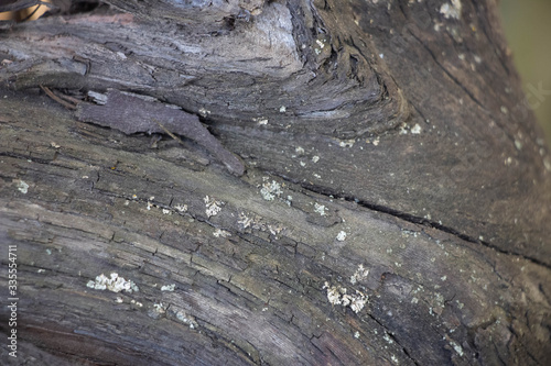 Dark gray background of tree bark on bark of moss growing. Background like texture. full frame, element for the designer, close-up