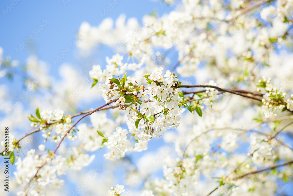 Spring blossom with blue sky an white flowers on a beautiful spring day. Beautiful cherry blossom sakura in spring time over blue sky. Beautifully blossoming tree branch apple. Easter. Allergy season Spring blossom with blue sky an white flowers on a beautiful spring day. Beautiful cherry blossom sakura in spring time over blue sky. Beautifully blossoming tree branch apple. Easter. Allergy season