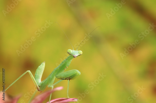 Mantis of Thailand